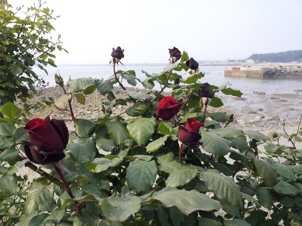 Yongdu Beach Pension بوريونغ المظهر الخارجي الصورة